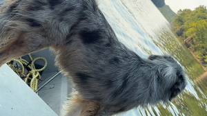 Lost Pet: Caine