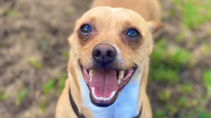 Lost Pet: Jaxson Lopez