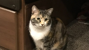 Georgie<