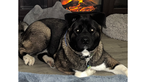 Lost Pet: Little Bear