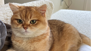 Lost Pet: Paris