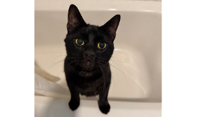 Lost Pet: Sirius