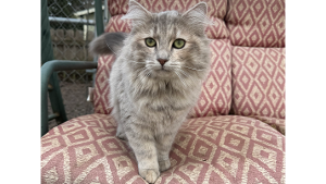 Lost Pet: Spooky