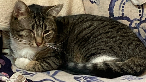 Lost Pet: Sol Kurn