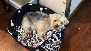 Lost Pet: Biggie