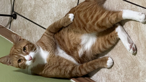 Lost Pet: Chester