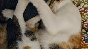 Lost Pet: Freya
