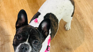Lost Pet: Virginia