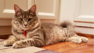 Lost Pet: Charlie