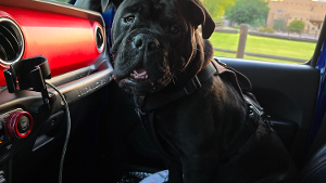 Lost Pet: Slider