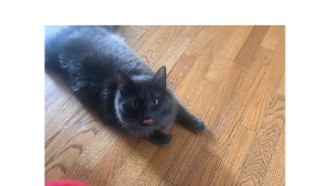 Lost Pet: Dusty