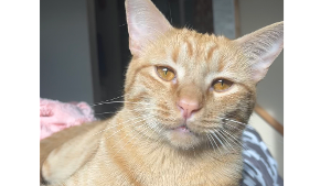 Lost Pet: Remy