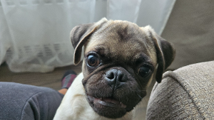 Lost Pet: Spencer