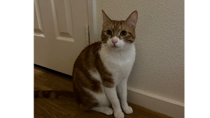 Lost Pet: Butterscotch