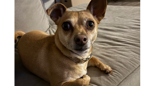 Lost Pet: Luna