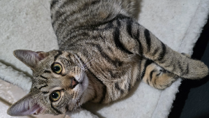 Lost Pet: Gus