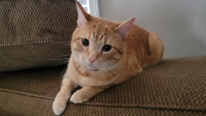 Lost Pet: Reginald