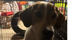 Lost Pet: Buddy