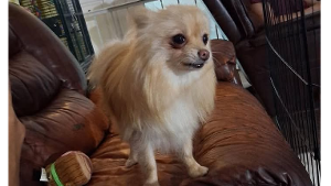 Lost Pet: Starry