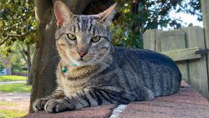 Lost Pet: Leia