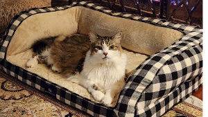 Lost Pet: Addie