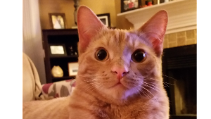 Lost Pet: Louie