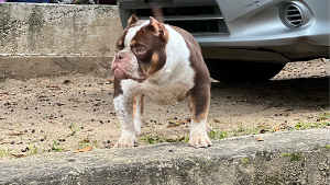 Lost Pet: Guwop
