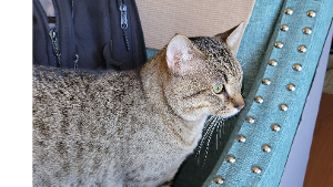 Lost Pet: Mr. Silver