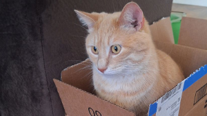 Lost Pet: Thomas Foolery Olds