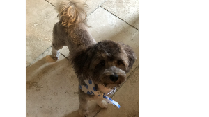 Lost Pet: Niko Alvarez