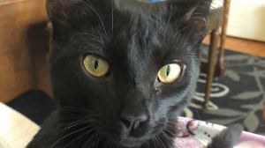 Lost Pet: Loki (Originally named Poe)