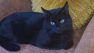 Lost Pet: Voidie Boiyd