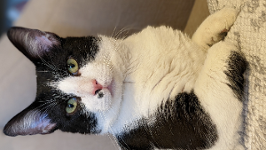 Lost Pet: buttermilk