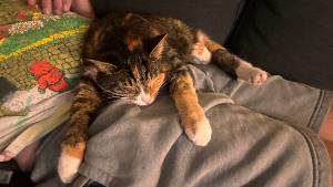 Lost Pet: Donut Aronoff