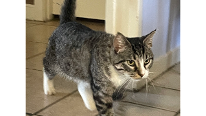 Lost Pet: Guy Frenchfry