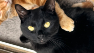 Lost Pet: Persephone