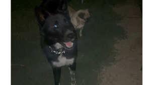 Lost Pet: Sonic busby