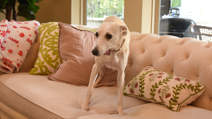 Lost Pet: Bella