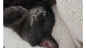Lost Pet: Ollie