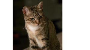 Lost Pet: Xena