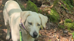 Lost Pet: Allie