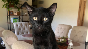 Lost Pet: Felix