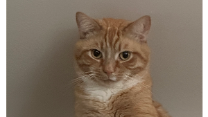 Lost Pet: Kitty Ricky