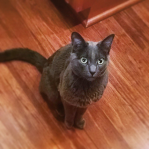 Lost Pet: Augie