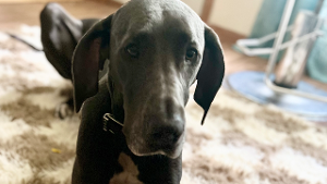 Lost Pet: Phoebe