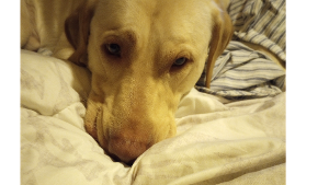 Lost Pet: Beau