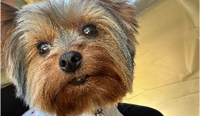 Lost Pet: Potpot