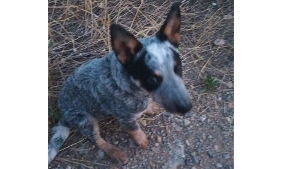 Lost Pet: Kenai