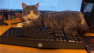 Lost Pet: Winston