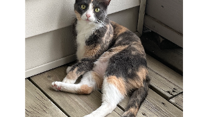 Lost Pet: Suki